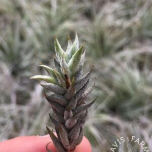 Tillandsia aizoides