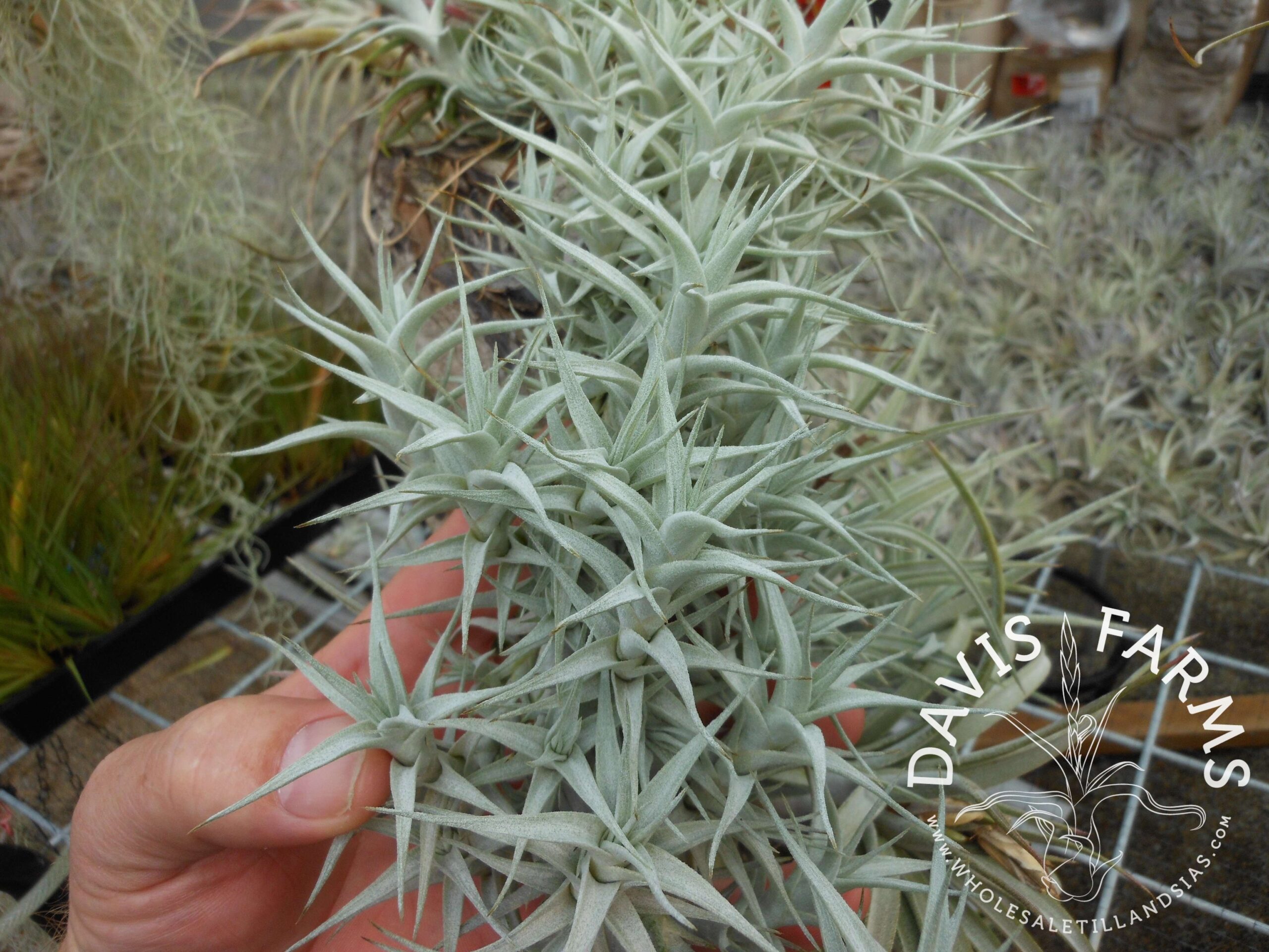 Tillandsia albida dwarf form / minor