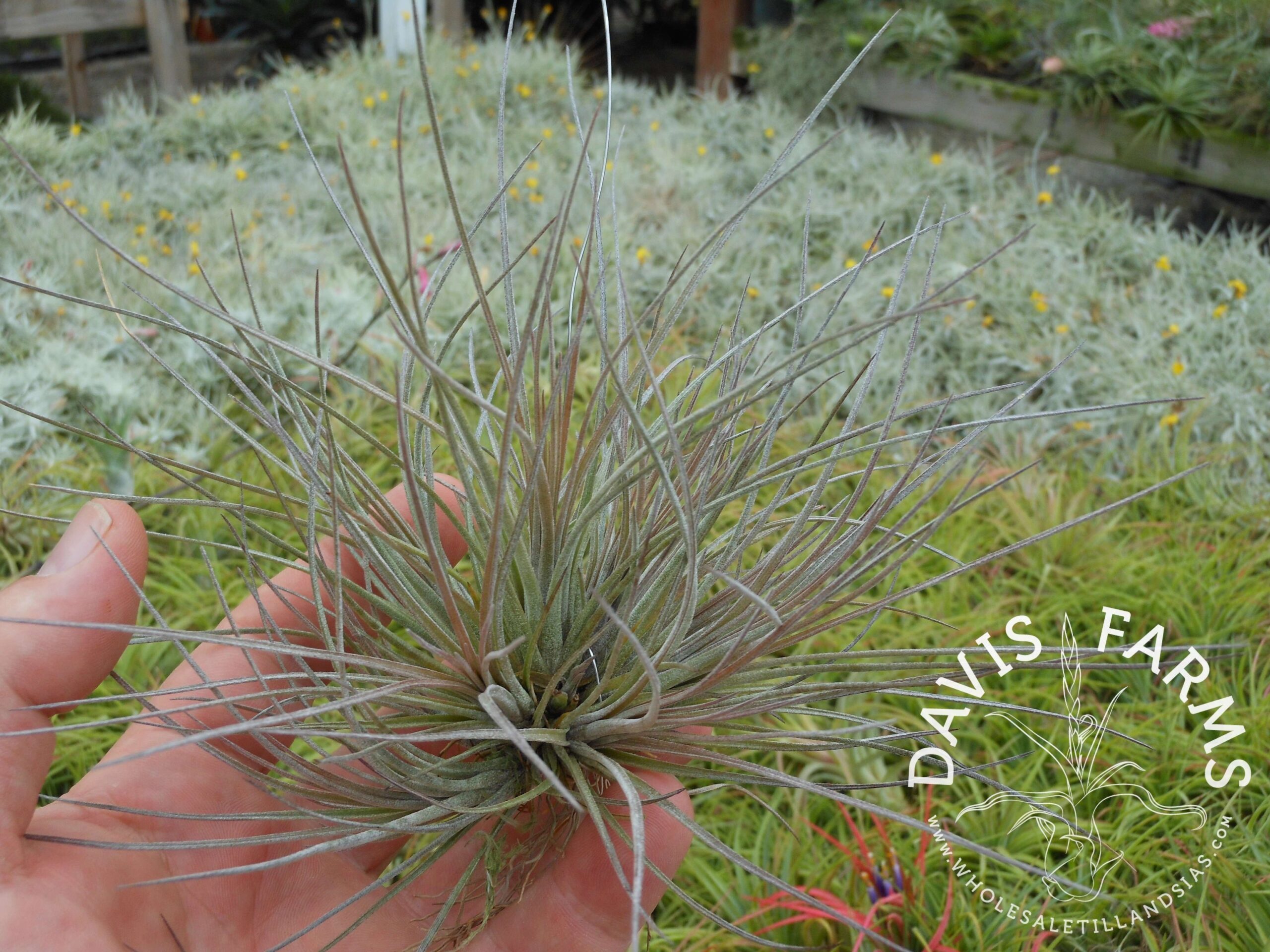 Tillandsia bartramii