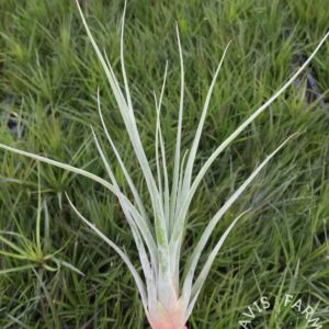 Tillandsia botterii x caput-medusae
