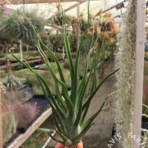 Tillandsia bulbosa 'Belize' x ionantha vanhyningii