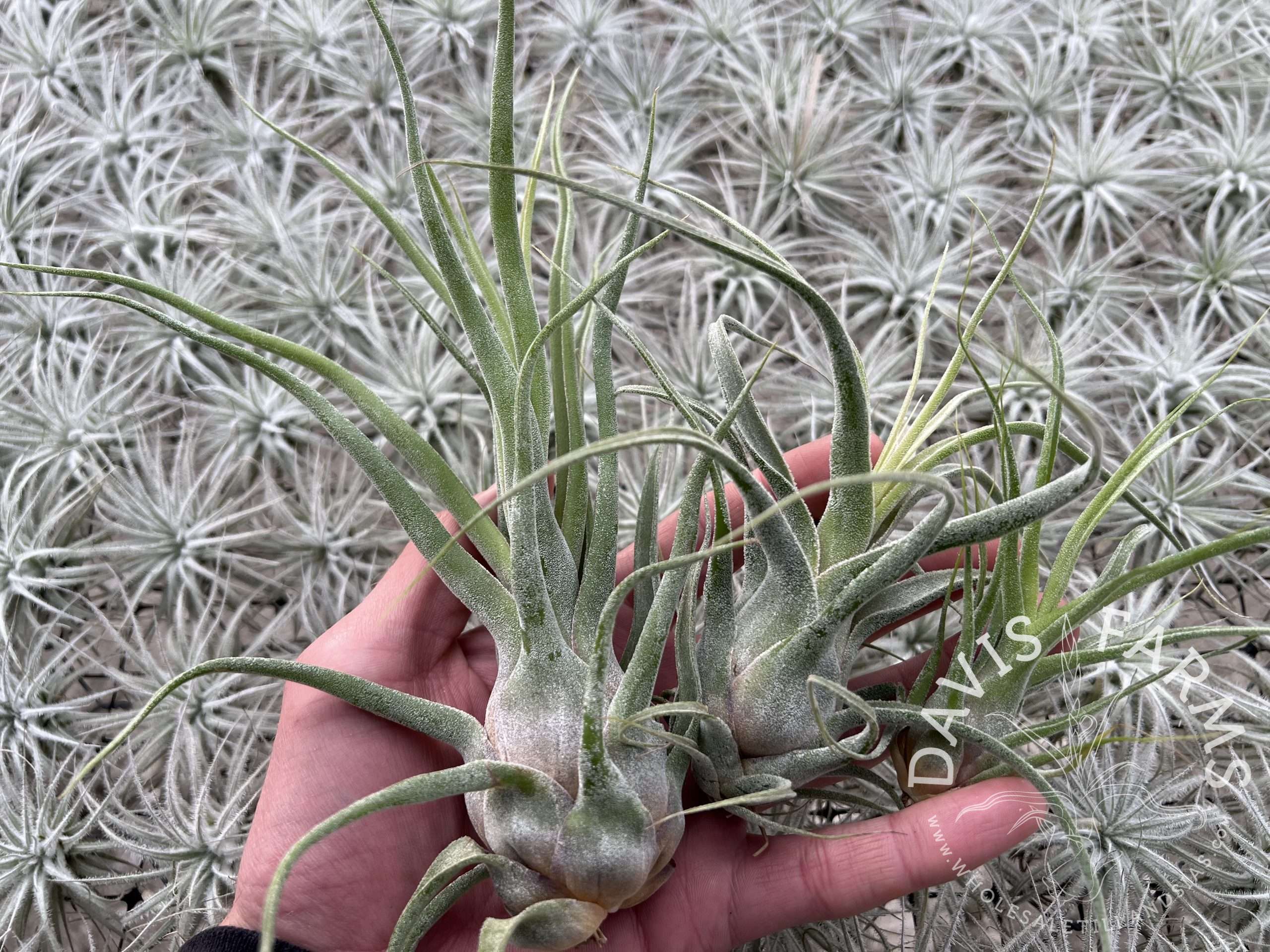 Tillandsia bulbosa hybrid