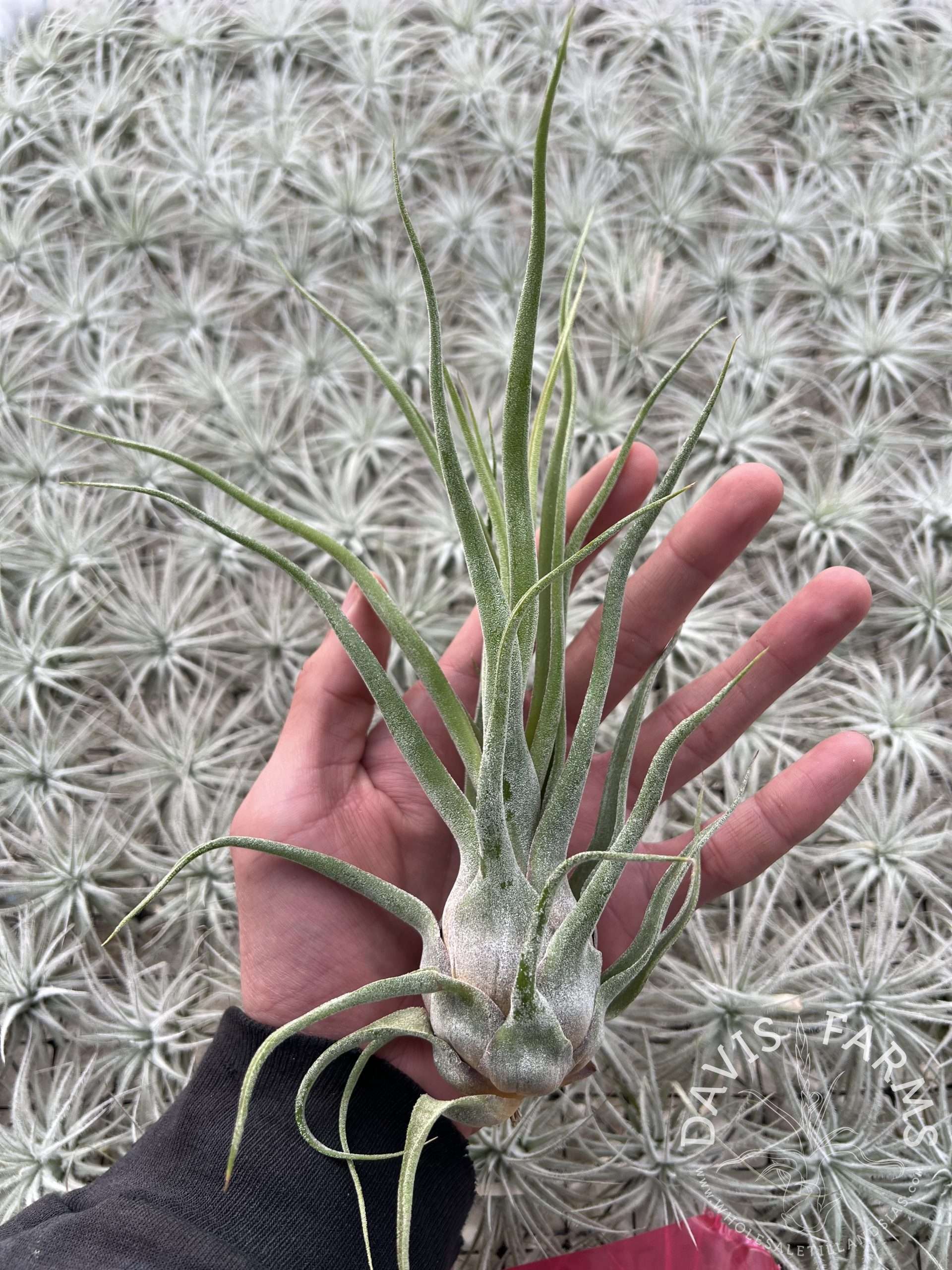 Tillandsia bulbosa hybrid