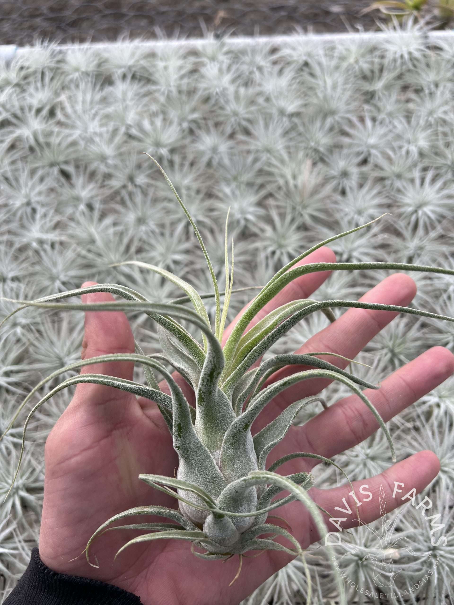 Tillandsia bulbosa hybrid