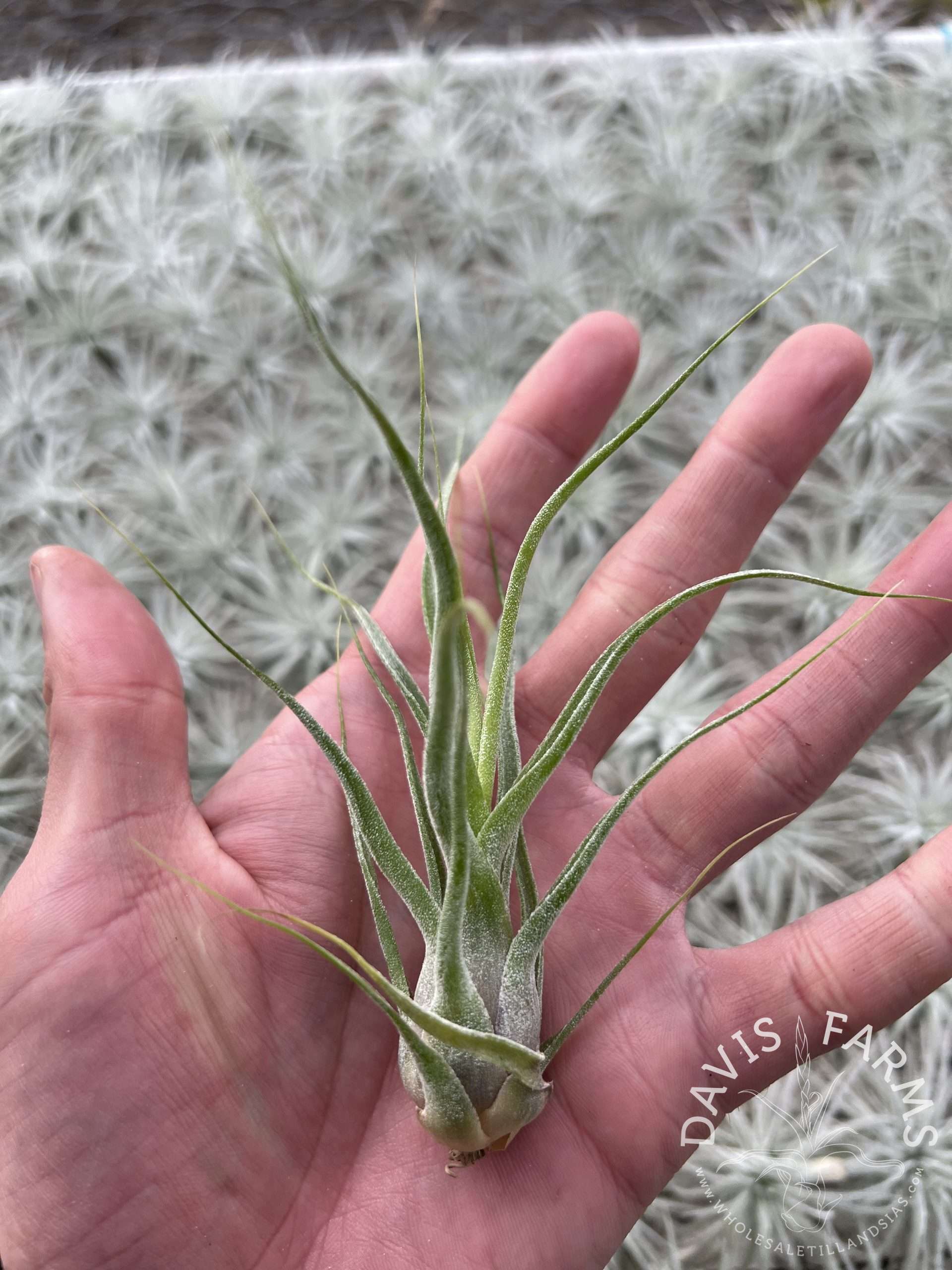 Tillandsia bulbosa hybrid