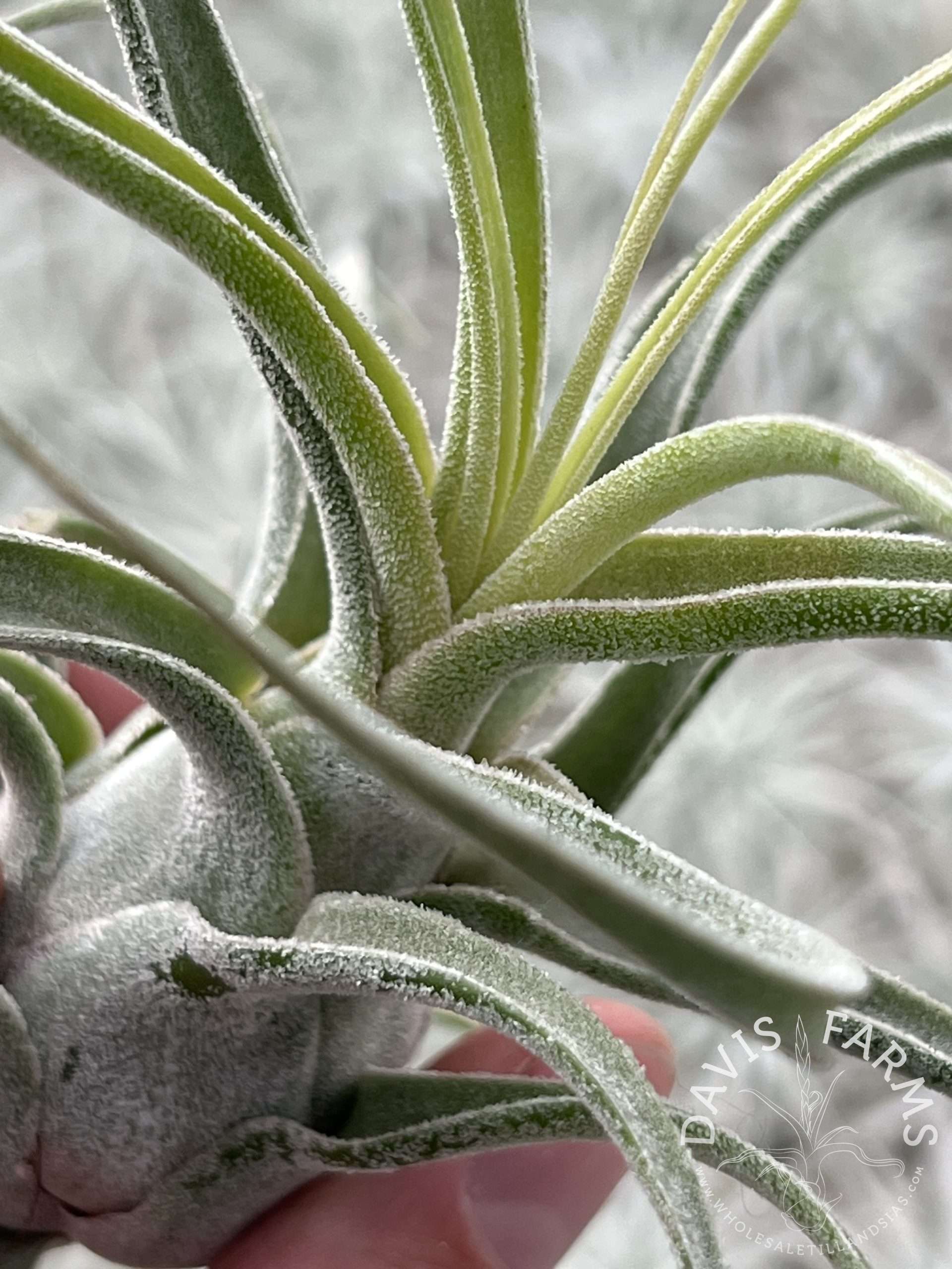 Tillandsia bulbosa hybrid