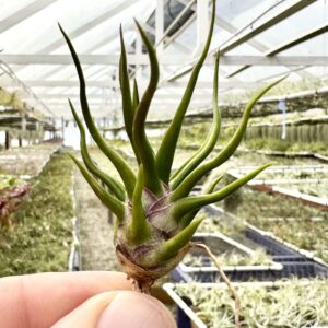 Tillandsia bulbosa Tiny Dancer