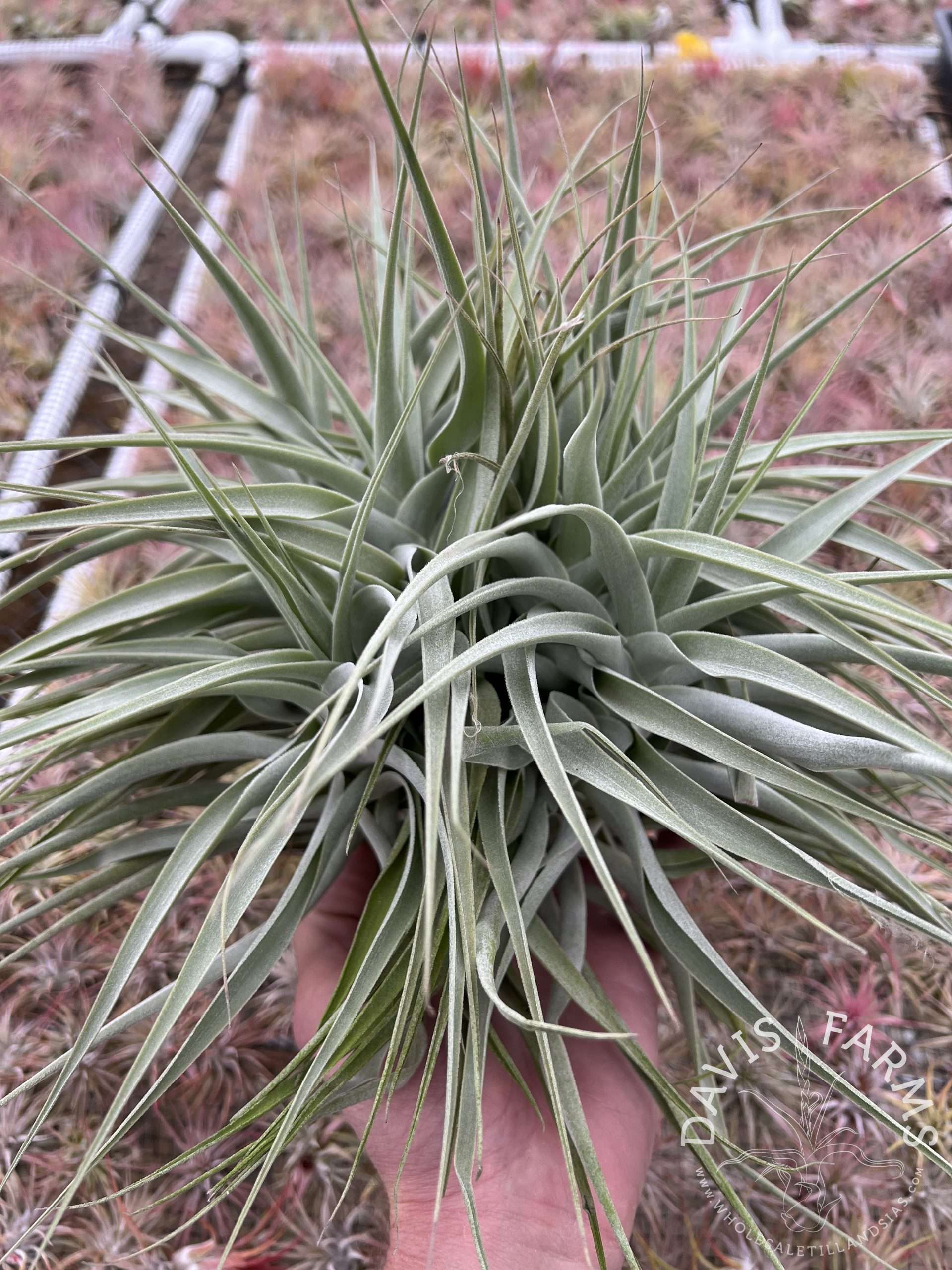 Tillandsia cacticola, bright leaf form