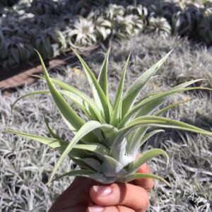 Tillandsia cacticola alba