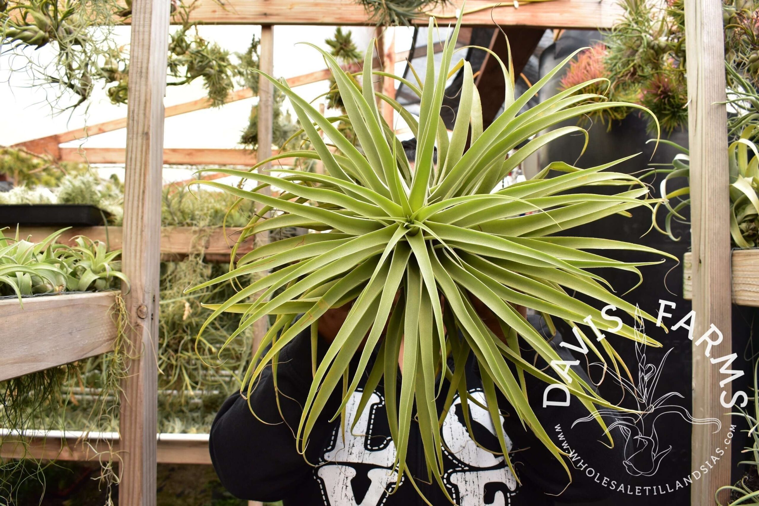 Tillandsia cacticola, Giant Form