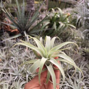 Tillandsia cacticola regular