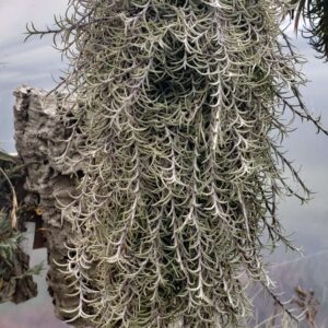 Tillandsia capillaris Pitch Fork