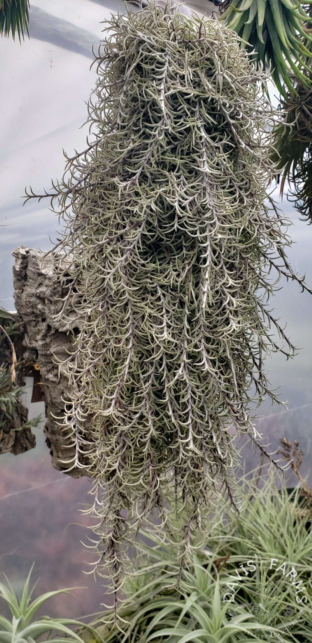 Tillandsia capillaris Pitch Fork