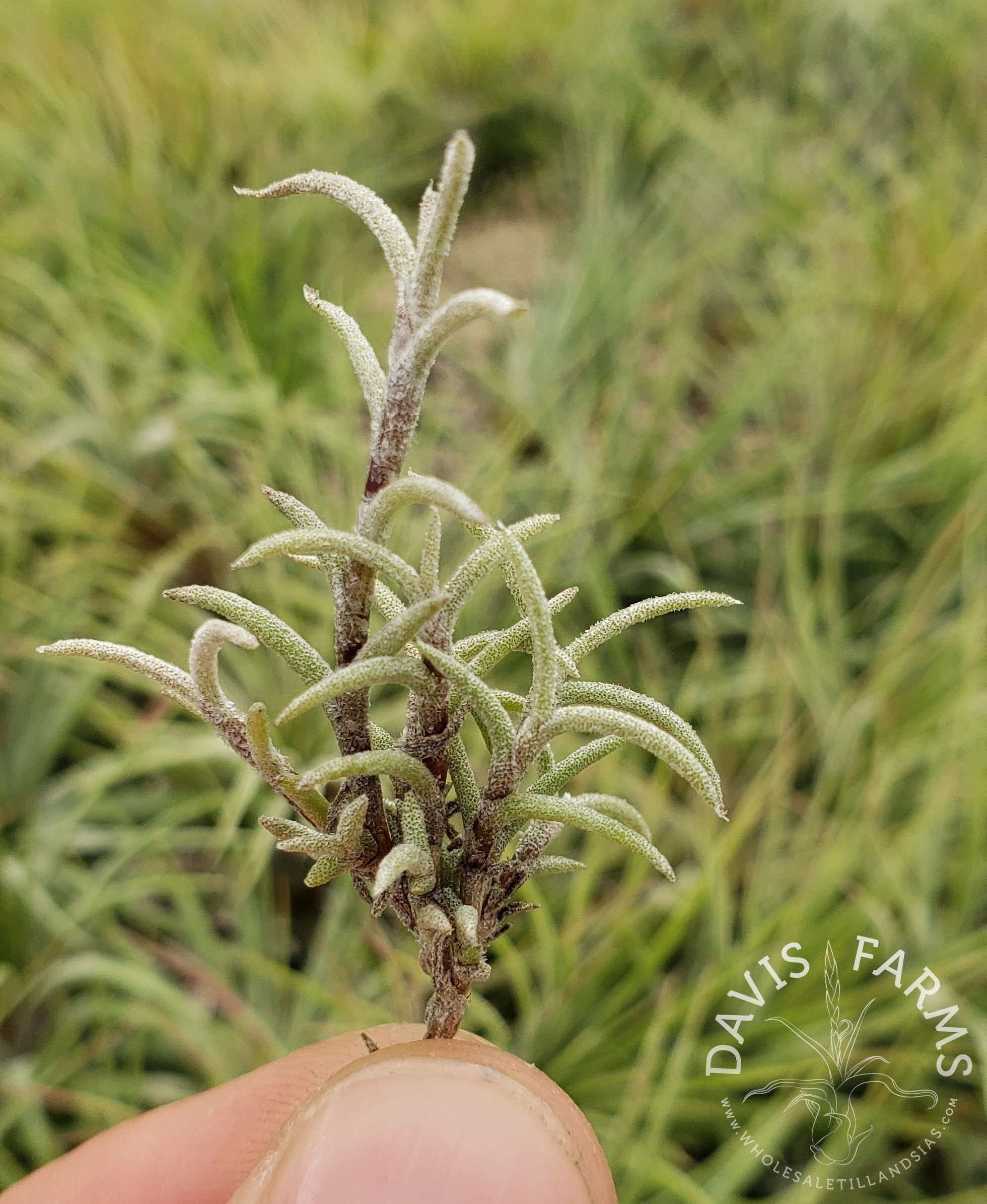 Tillandsia capillaris Pitch Fork