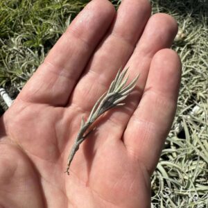 Tillandsia capillaris Type 5