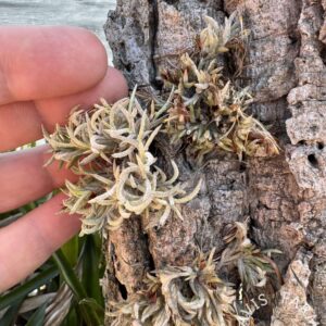 Tillandsia capillaris Type 6