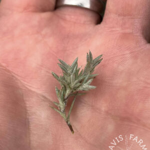 Tillandsia capillaris Type 7