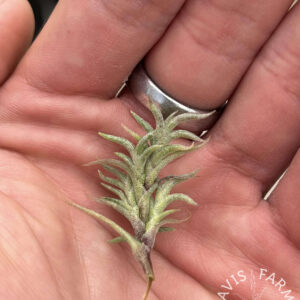 Tillandsia capillaris Type 8