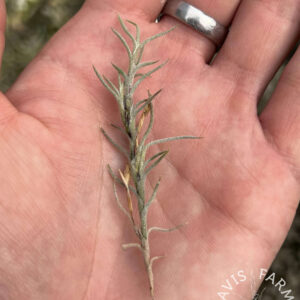 Tillandsia capillaris Type 9
