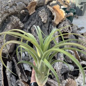 Tillandsia capitata Red x caput-medusae