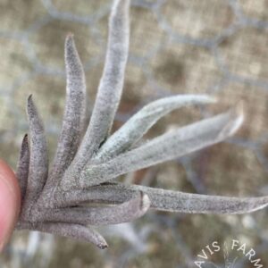 Tillandsia castellanii