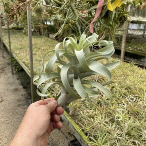 Tillandsia cauligera white form, type 2