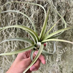 Tillandsia concolor x paucifolia