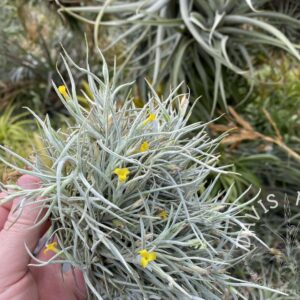 Tillandsia crocata x bandensis