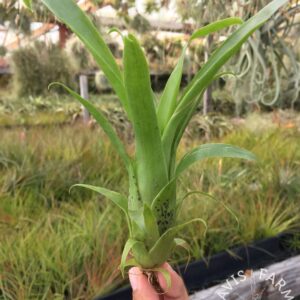 Racinaea dyeriana (Tillandsia dyeriana)