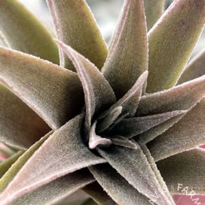 Tillandsia edithae (T.I. Clone)