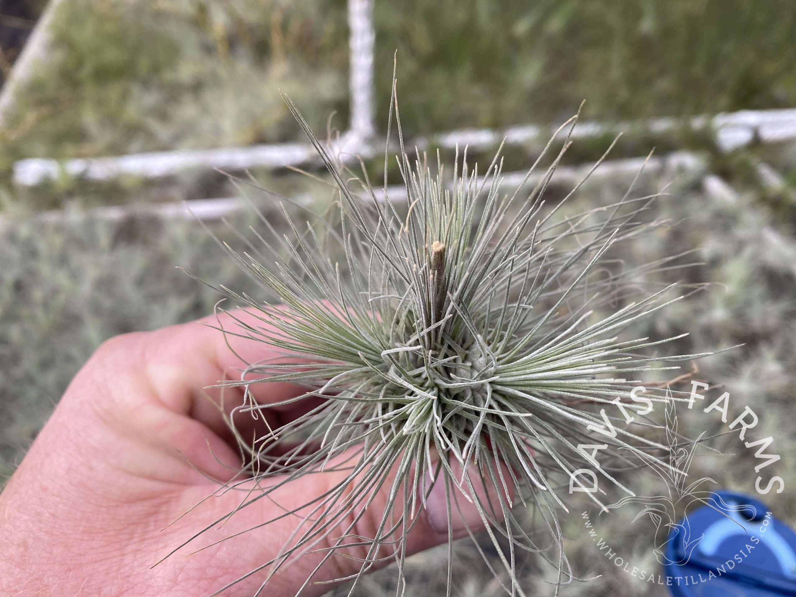 Tillandsia fuchsii var. gracilis