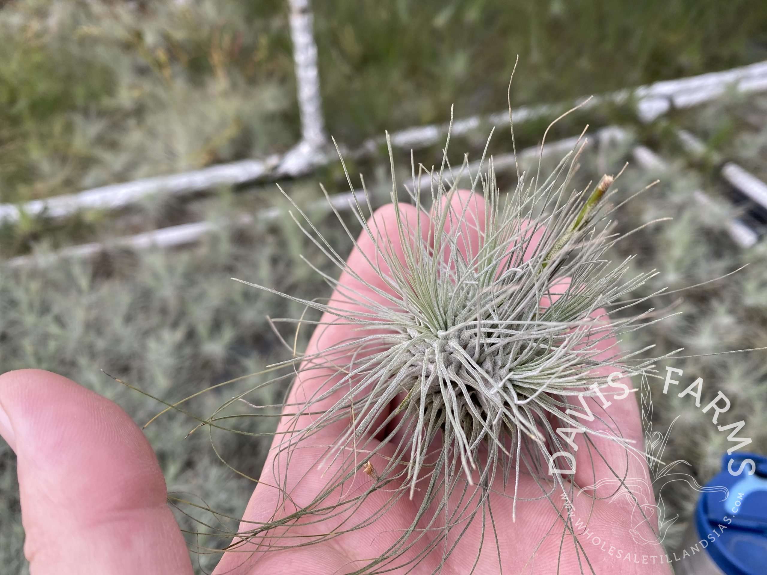 Tillandsia fuchsii var. gracilis