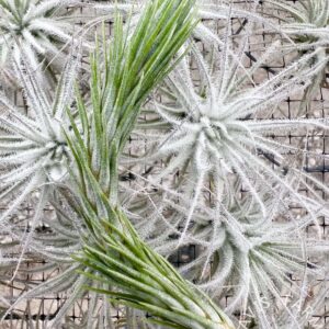 Tillandsia funckiana thick leaf closed form
