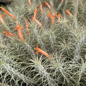 Tillandsia funckiana silver, No. 5