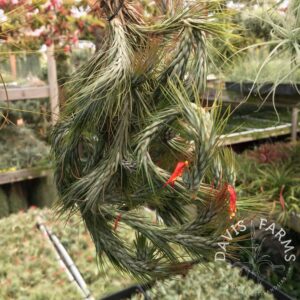 Tillandsia funckiana type 2