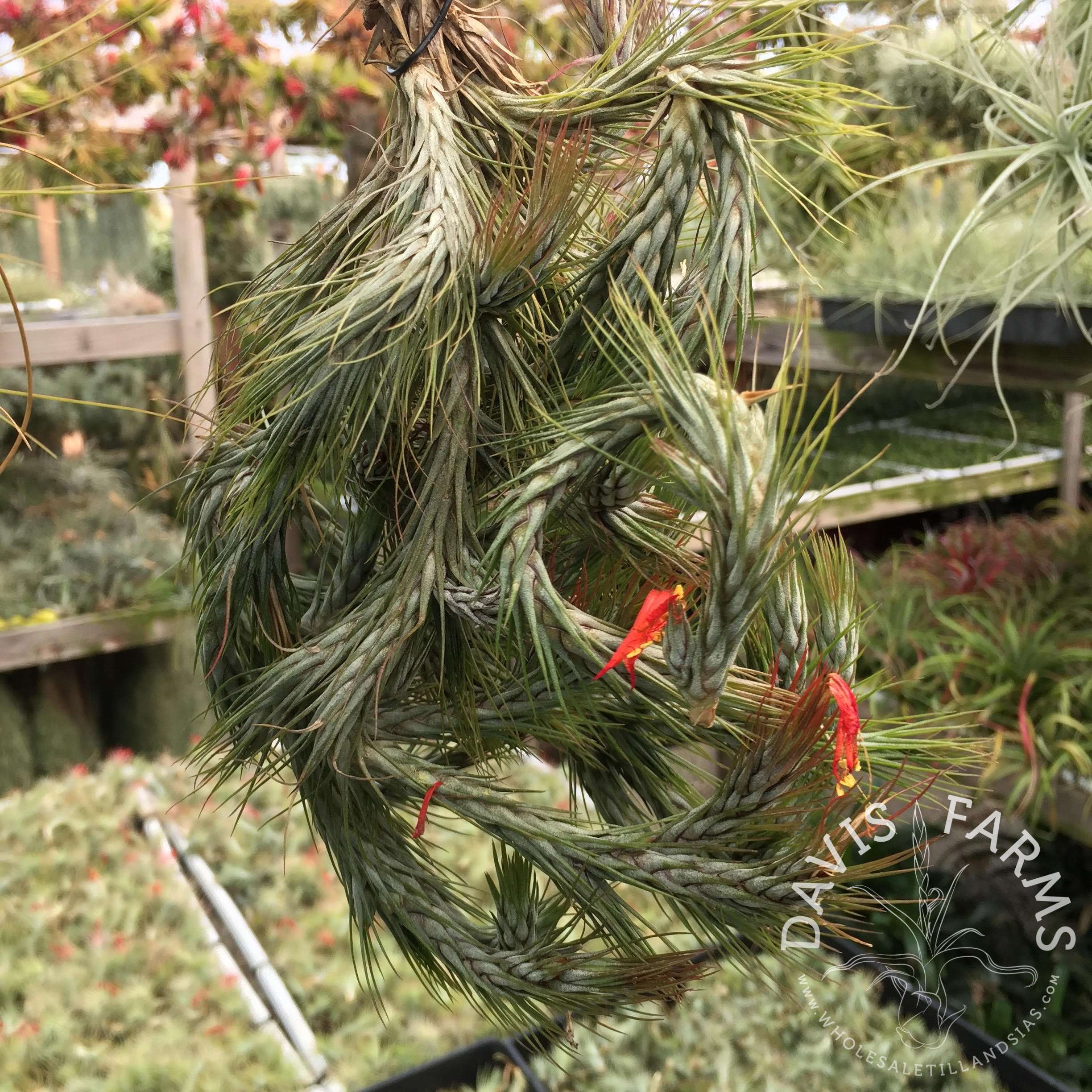Tillandsia funckiana type 2