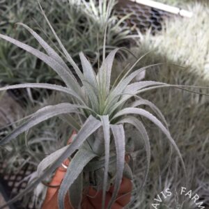 Tillandsia gardneri 'Rio Deudo'