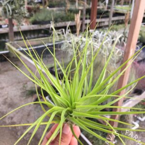 Tillandsia geminiflora, large form