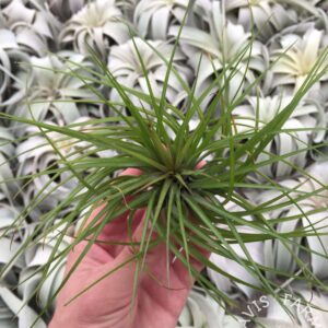 Tillandsia globosa