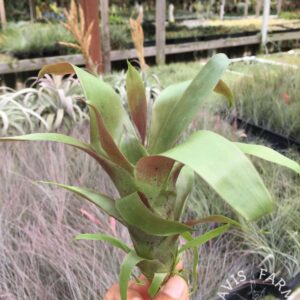 Tillandsia guatemalensis
