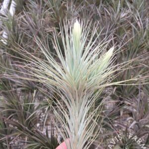 Tillandsia heteromorpha var. rauhii