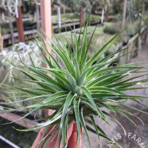 Tillandsia houston inverta