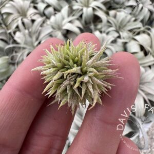 Tillandsia Ionantha "Mini Mouse"