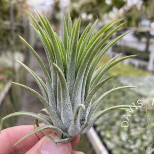 Tillandsia ionantha 'Colombia'