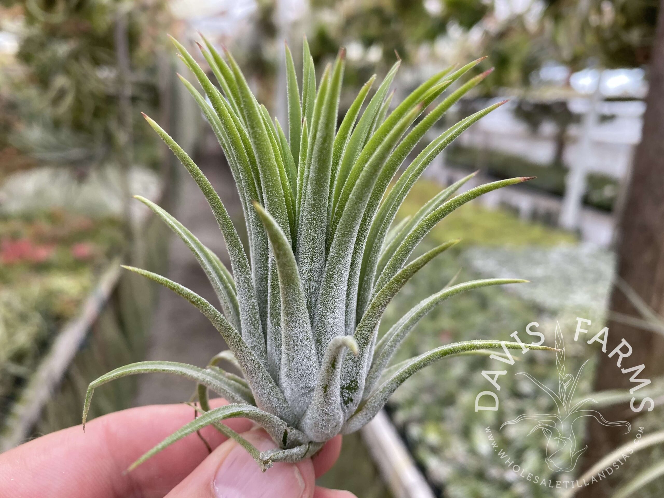 Tillandsia ionantha 'Colombia'