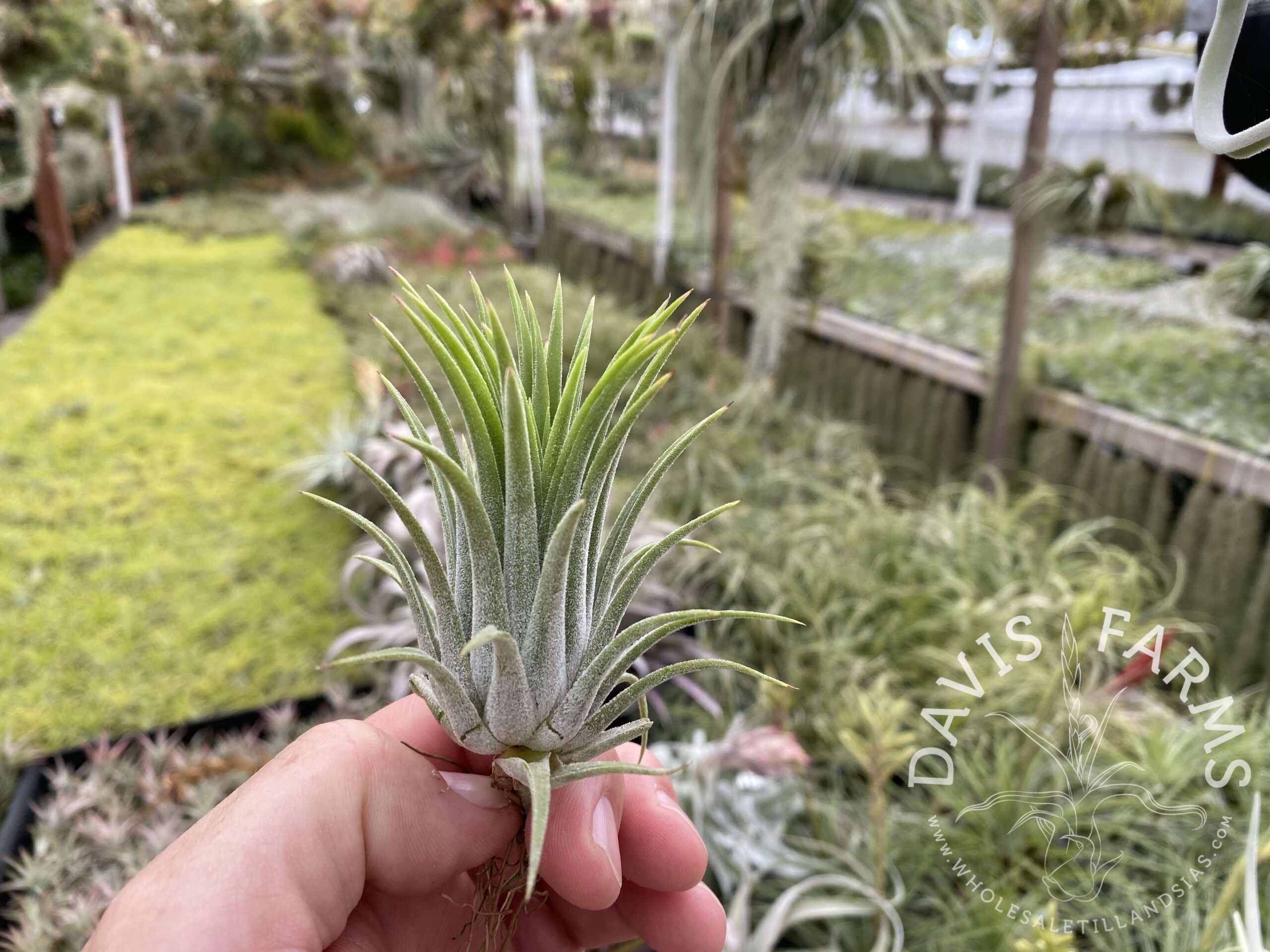 Tillandsia ionantha 'Colombia'