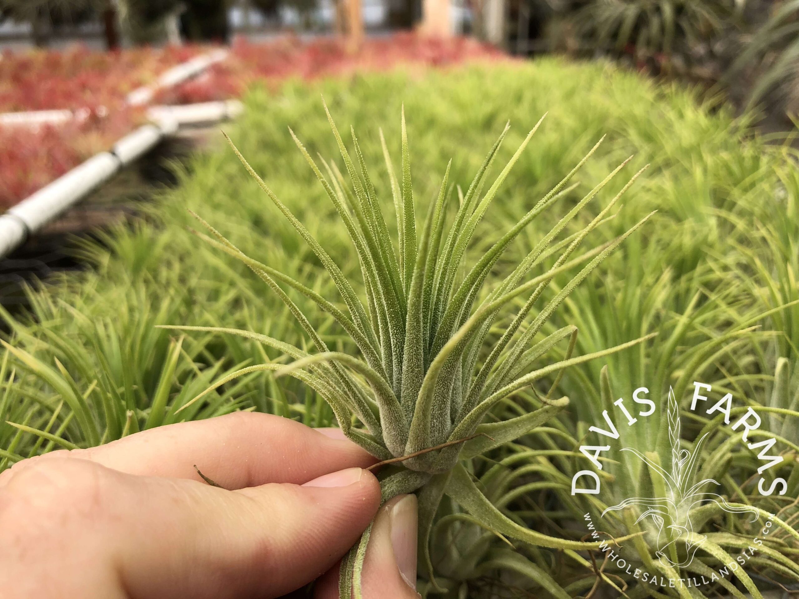 Tillandsia ionantha 'druid'