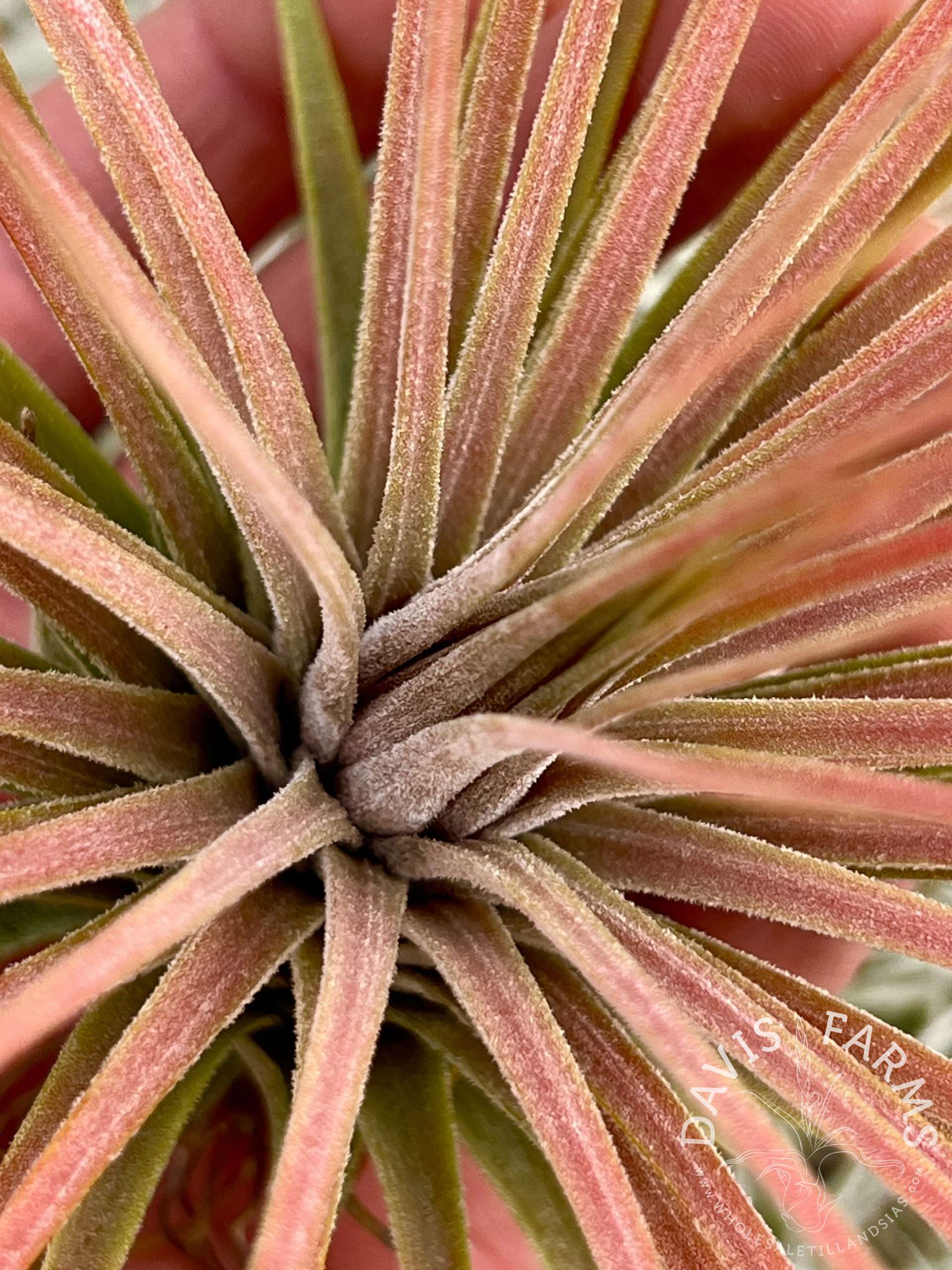 Tillandsia ionantha v. stricta x magnusiana (Magic Blush)