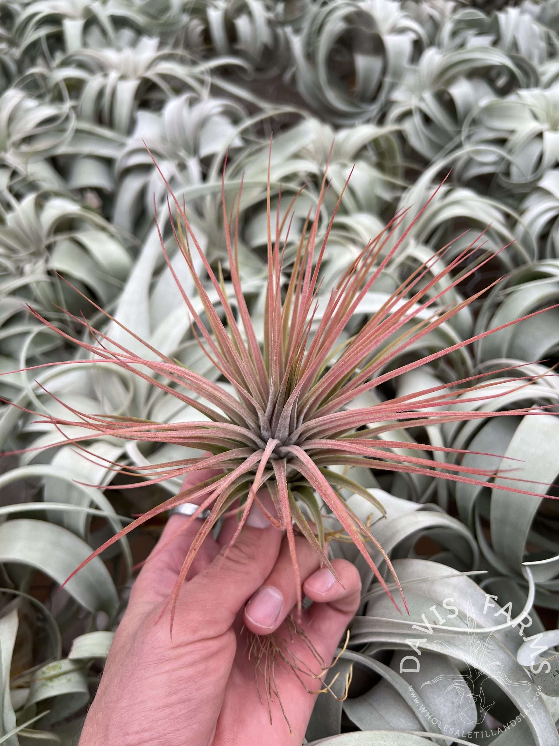 Tillandsia ionantha v. stricta x magnusiana (Magic Blush)