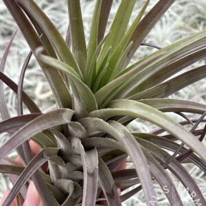 Tillandsia polzii